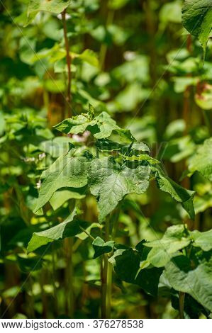 Botanical Collection Of Edible Plants And Herbs, Buckwheat , Fagopyrum Esculentum, Or Common Buckwhe