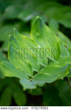 Botanical Collection Of Medicinal Plants And Herbs, Polygonatum Multiflorum,  Solomon's Seal Or Davi