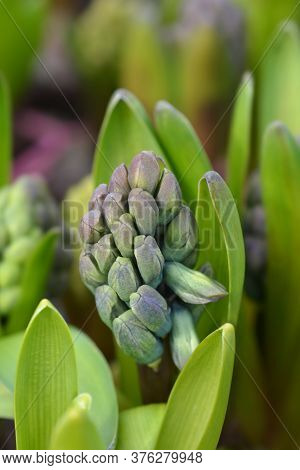 Multiflora Hyacinth Blue Flower Bud - Latin Name - Hyacinthus Multiflora Blue