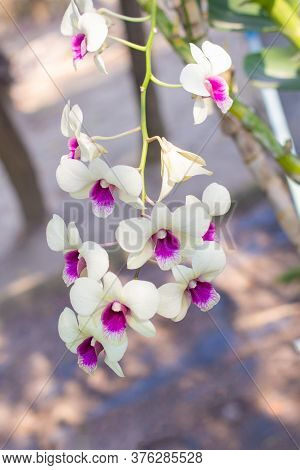 White And Pink Orchids Flower On A Green Left Blured Background.orchid Flowers Taken At An Exhibitio