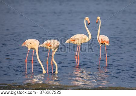 Four Flamingo  (phoenicopterus Roseus) Birds Socialising And Foraging In Shallow Water Of Camarque N