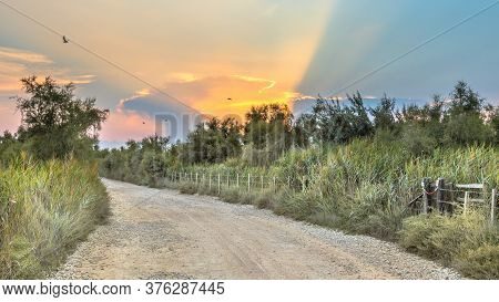 Road Through Camarque During Beautiful Sunset In Regional Nature Reserve, Provence Alpes Cote D'azur