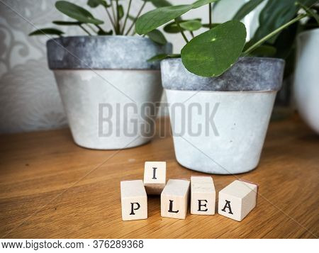 Missionary Plant Or Pilea Peperomioides On A Wooden Table With Lettering Cubes