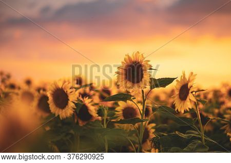 Field Of Blooming Sunflowers On A Background Sunset