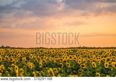 Field Of Blooming Sunflowers On A Background Sunset