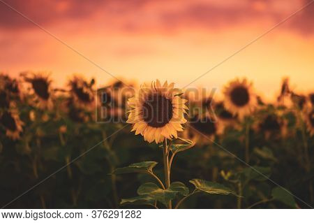 Field Of Blooming Sunflowers On A Background Sunset