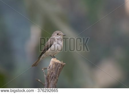 A wild bird on the tree branch in open perch .