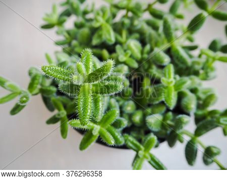 Barrel-shaped Green Leaves With Fine White Hairs From The Pickle Plant Or Delosperma Echinatum