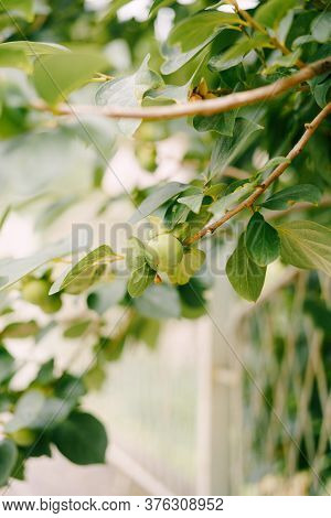 Green Persimmon Fruit On The Branches Of The Tree.