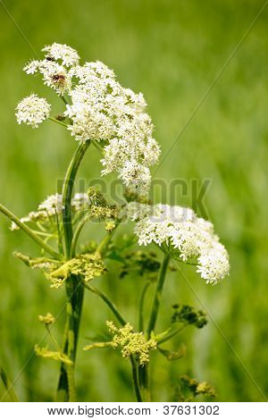 Goutweed