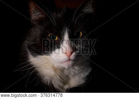A Black And White Tuxedo Cat Shot In Lowkey Format