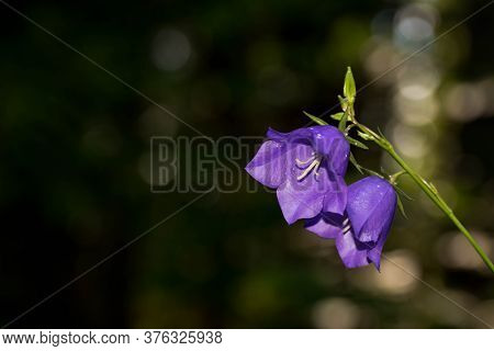 Bluebell Flower Close Up Macro Shot In The Pine Woods, Space For Text.