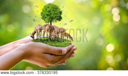 Concept Nature Reserve Conserve Wildlife Reserve Tiger Deer Global Warming Food Loaf Ecology Human H