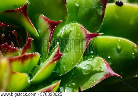 Close Up Image Of A Green Houseleek, Succulent, Semprevivum, With Water Drops