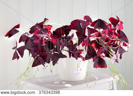 Room Plant Oxalis With Purple Leaves And Delicate Small Pink Flowers. Hard Light. Horizontal Orienta