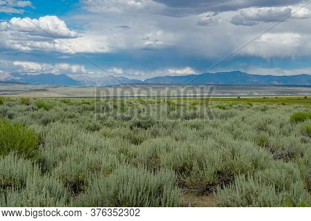 Green Wild Land With Sagebrush Plant And Mountain In The Background Next The Lake Crowley, Eastern S