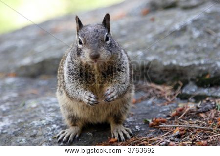 Tłuszczu mała wiewiórka