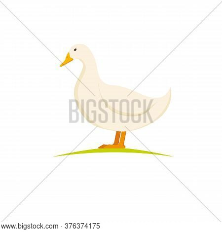 Domestic Duck. White Pekin Duck On White Background. Poultry Farm Bird.
