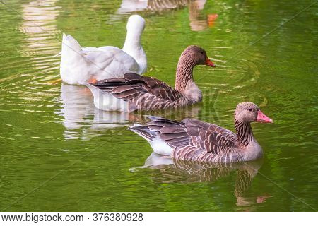 Three Geese - Two Gray And One White - Swim In The Lake With Green Water. The Greylag Goose Anser An