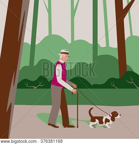 Elderly Old Man Senior Citizen Walks A Dog Basset Hound In A Forest Park, Cares, Outside Outdoor Act