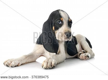 Puppy Bernese Schweizer Laufhund In Front Of White Background