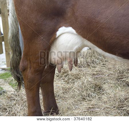 Fragmento de uma parte traseira de uma vaca em uma tenda com um úbere