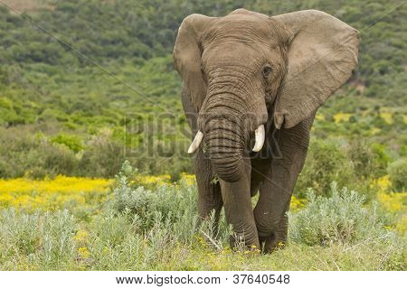 Alimentazione elefante