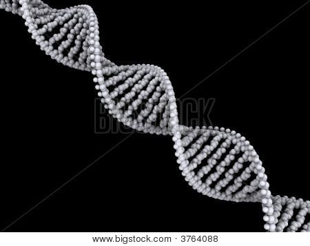 Dna 的结构