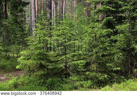 Green Forest With Fur-trees, Pine Trees, Green Bushes And Grass In Summer