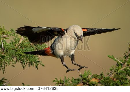 White-headed Buffalo Weaver Jumping Between Thorn Branches