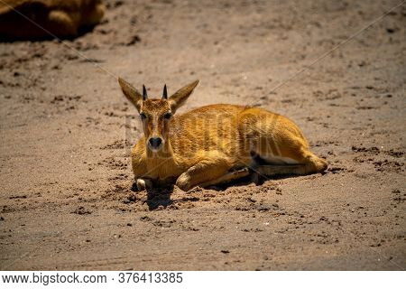 Young Male Reedbuck Lies On Sandy Riverbank