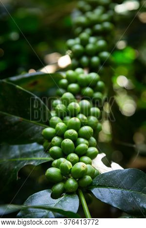 Unripe Organic Green Arabica Coffee Beans On Stem And Branch At The Coffee Plantation At Omkoi Farm 