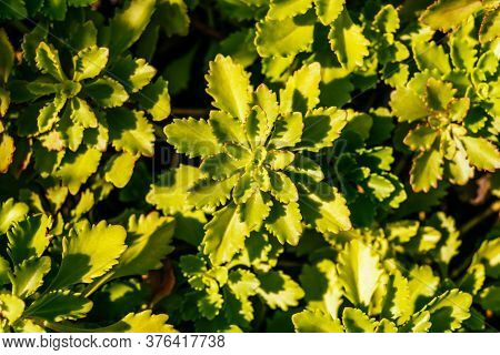 Succulent Plant Green Leaves Background In The Garden.