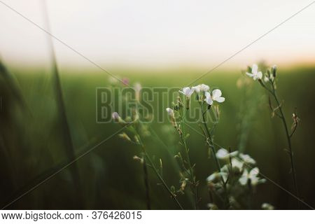 Wild Radish White Flowers Among Barley Green Stems In Sunset Light In Summer Field, Closeup. Wildflo