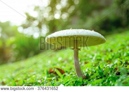 Selective Focus On White Toxic Mushroom On Green Grass. Toadstool At Lawn Of Park On Blurred Bokeh B