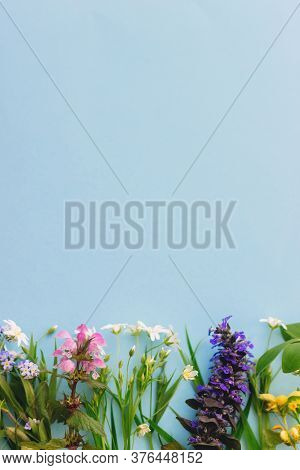 Wildflowers Colorful Border On Blue Paper Background, Flat Lay With Space For Text. Blooming Spring