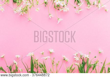 Wildflowers Frame On Pink Paper Background, Flat Lay With Space For Text. Blooming White Spring Flow