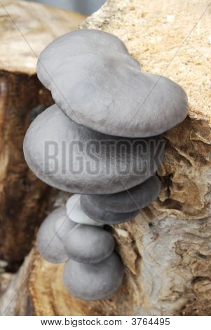 Paddestoelen