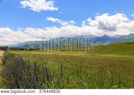 Flowering Wild Grass In The Mountains. Summer Landscape. Kyrgyzstan. Natural Background