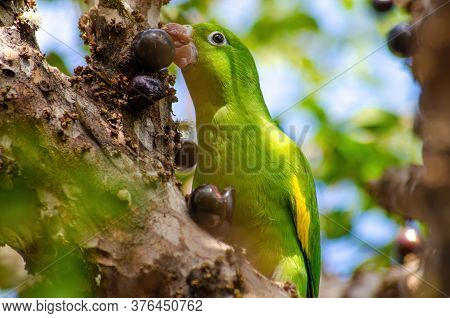 Maritaca, Brazilian Bird Eating Jaboticaba Or Jaboticaba. Selective Focus.