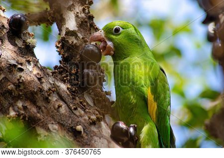 Maritaca, Brazilian Bird Eating Jaboticaba Or Jaboticaba. Selective Focus.