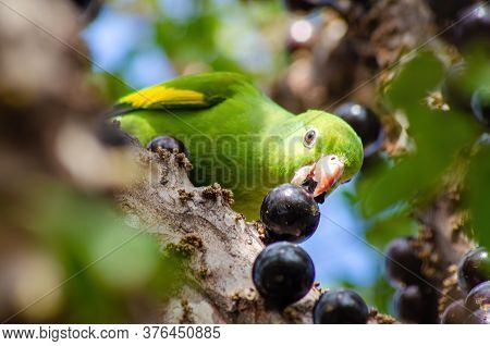 Maritaca, Brazilian Bird Eating Jaboticaba Or Jaboticaba. Selective Focus.