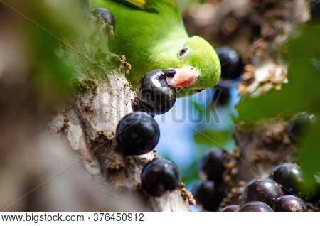 Maritaca, Brazilian Bird Eating Jaboticaba Or Jaboticaba. Selective Focus.
