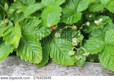 The Picture Shows Wild Strawberries In The Garden