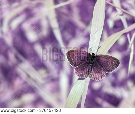 Butterfly Resting On The Grass Blade In Full Spectrum Camera. White Vegetation In Background.