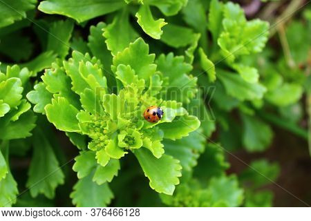 The Picture Shows Ladybird On A Plant In The Garden