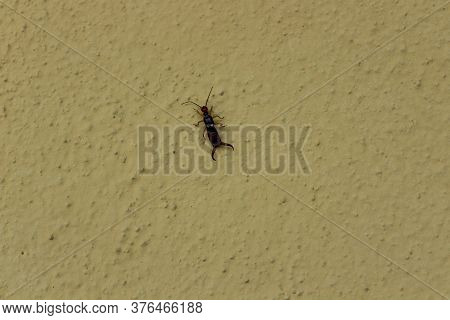 The Picture Shows An Earwig On The White Wall