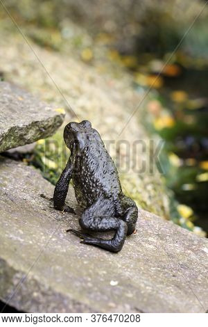 A Common Burro Bufo At The Edge Of A Pond.