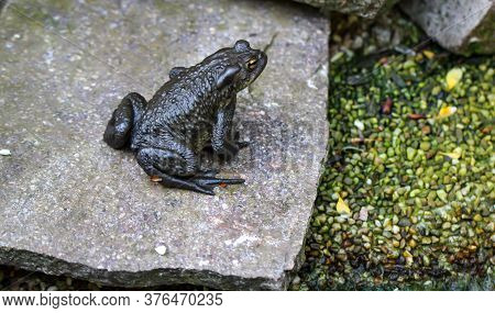A Common Burro Bufo At The Edge Of A Pond.