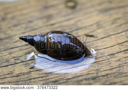 A Close-up Of A Lymnaea Stagnalis Sludge Snail, A Pond Snail.